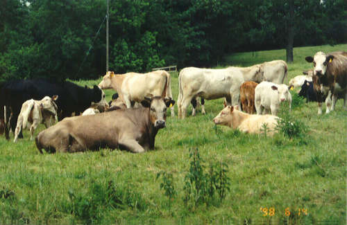 Cows.jpg
